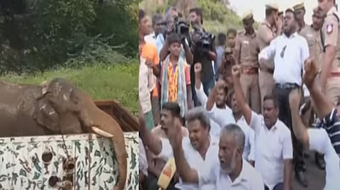 அரிக்கொம்பன் யானை