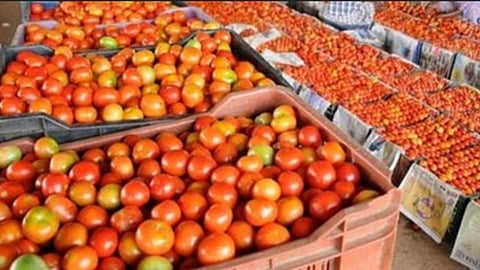 தக்காளி