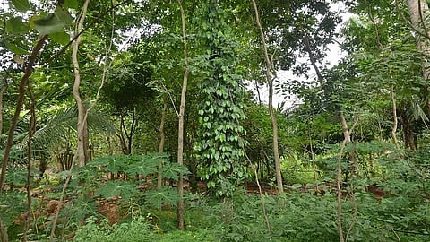 லிட்டில் ஊட்டி