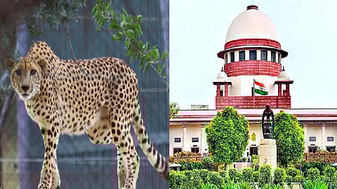 சிவிங்கிப் புலி, உச்சநீதிமன்றம்