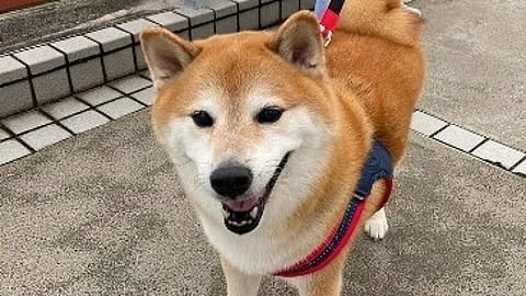 சீம்ஸ் நாய்