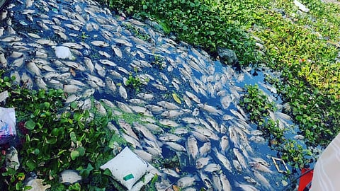 கூவம் ஆறு