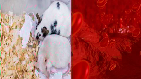 young blood extend lifespans of older mice