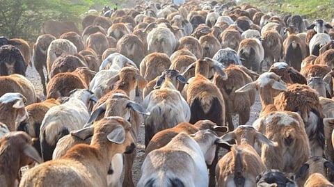 ஆட்டு மந்தை