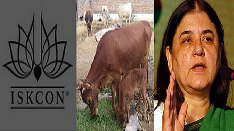 ISCON, ,மேனகா காந்தி