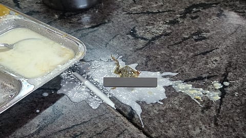 Dead Frog-KIIT College