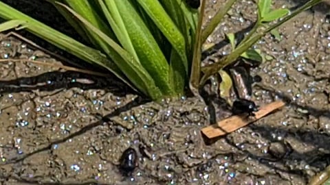 பயிர்களை தாக்கும் வண்டு