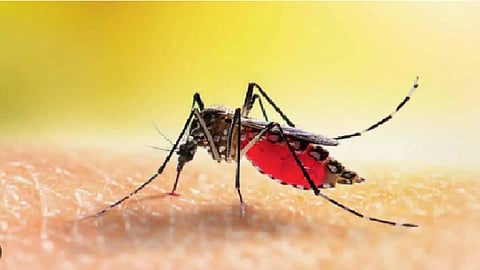 டெங்கு காய்ச்சல்