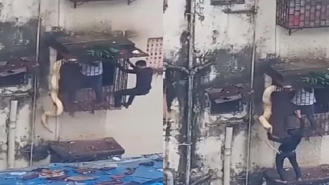 மலைப்பாம்பு