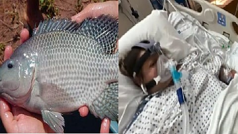 திலப்பியா, லாரா பராசாஸ்