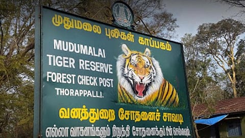 முதுமலை வனப்பகுதி