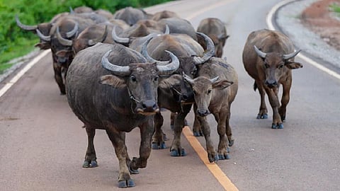 எருமை மாடுகள்