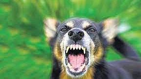 வெறி நாய்