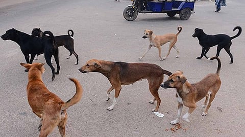 street dogs