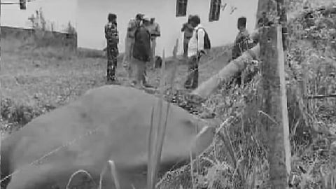 காட்டு யானை உயிரிழப்பு