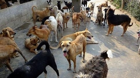 தெரு நாய்கள்