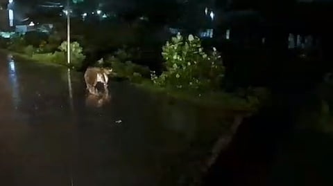 சென்னை மழை - முதலை