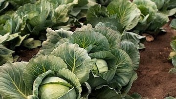 காலிஃபிளவர்