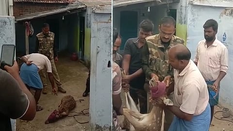 வழிதவறி வந்த மான்