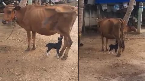 பசுவிடம் பால்குடிக்கும் ஆட்டுக்குட்டி