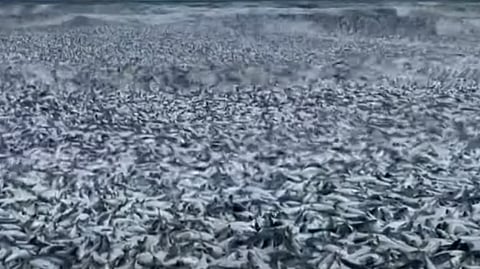 ஹகோடேட் கடல்