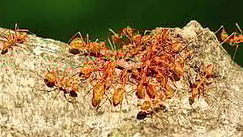 சிவப்பு எறும்பு