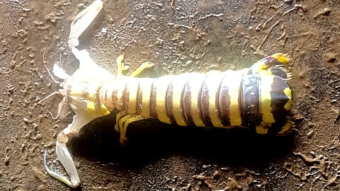 ஆலம் பூச்சி இறால்