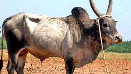 நாட்டு மாடுகள்