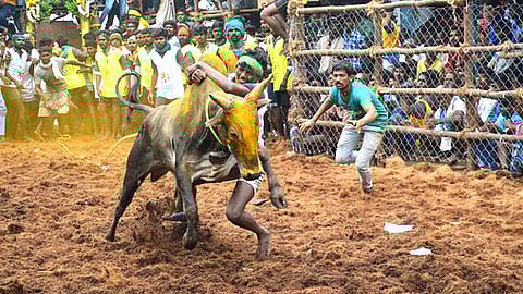 பாலமேடு ஜல்லிக்கட்டு