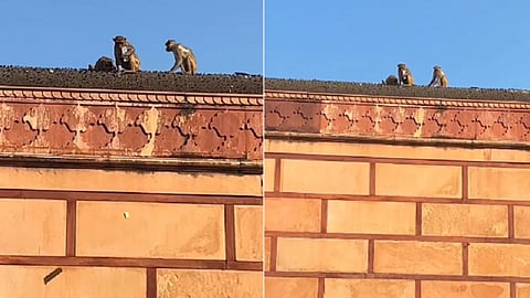 பிருந்தாவன குரங்கு