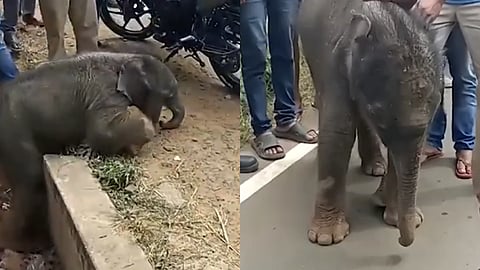 மீட்கப்பட்ட குட்டி யானை