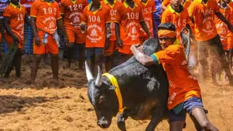 பெரிய சூரியர்