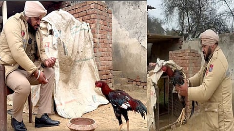 பஞ்சாப் சேவல்