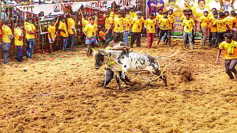 tamilnadu pongal jallikattu competition plan to hold it in 400 places