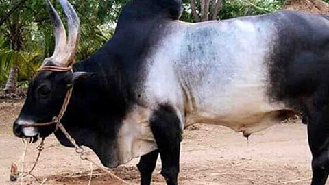 காங்கேயம்