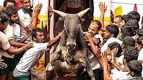 ஜல்லிக்கட்டு