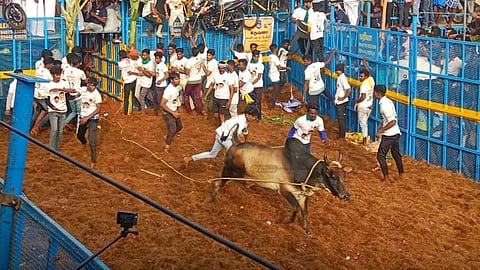 ஜல்லிக்கட்டு