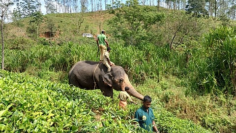 சிறுத்தையை பிடிக்க உதவிய யானையோடு, பாகன் மற்றும் மருத்துவர்