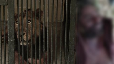 இளைஞரை கொன்ற சிங்கம்