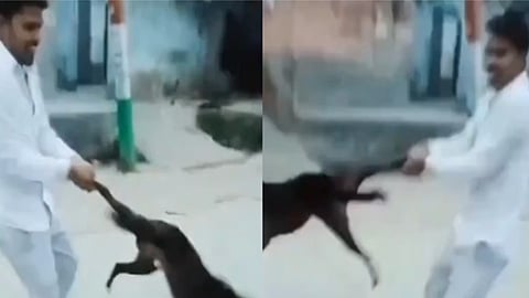 உத்தரப்பிரதேசம் - ரீல்ஸூக்காக தெருநாயை கொடுமைப்படுத்திய நபர்