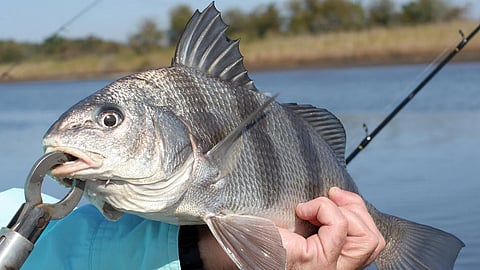 black drum fish