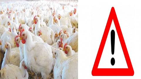 பறவை காய்ச்சல்