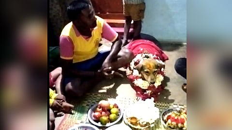 வளர்ப்பு நாய்க்கு வளைகாப்பு நடத்திய கூலித்தொளி