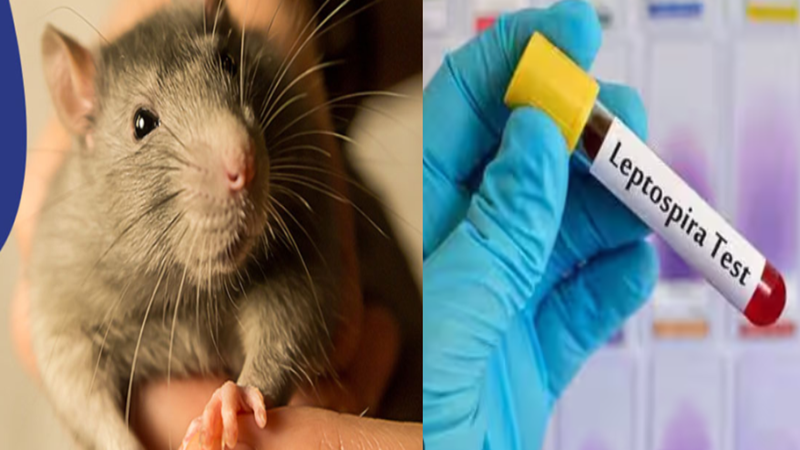 எலிக் காய்ச்சல்