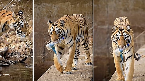 பிளாஸ்டிக் பாட்டிலை அப்புறப்படுத்திய புலி