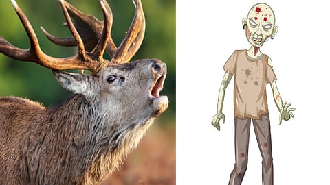 ஜாம்பி மான் தொற்று