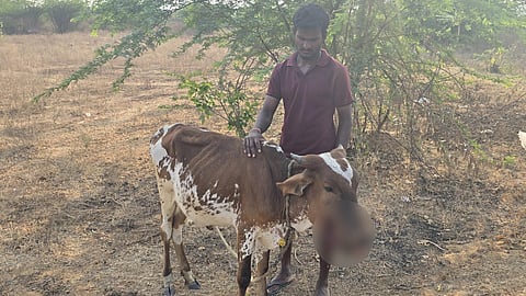 காயப்பட்ட கன்று