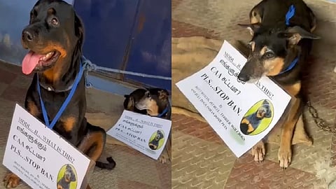 வளர்ப்பு நாய்கள்