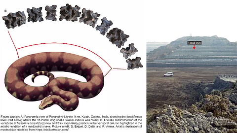 உலகின் மிக நீளமான பாம்பு வாசுகி