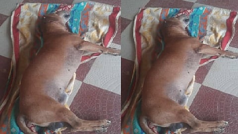 உயிரை விட்ட நாய் ஹென்றி